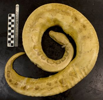Media type: image;   Herpetology R-29779 Aspect: dorsal